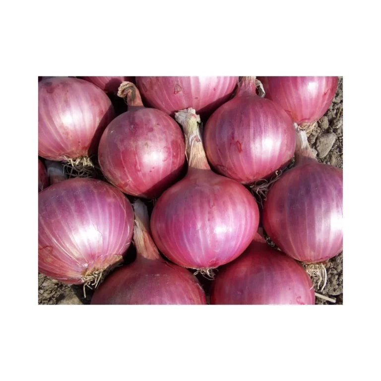 onion